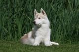 SIBERIAN HUSKY 952